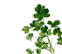 salsa