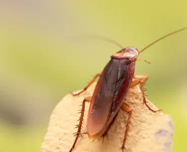 Acabe com as Baratas de Forma Segura