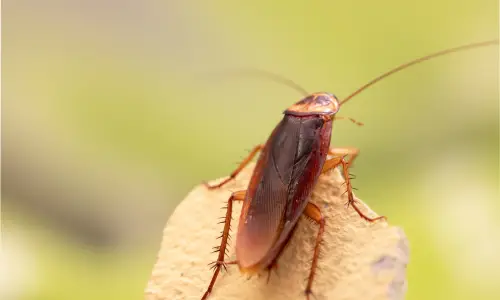 Acabe com as Baratas de Forma Segura