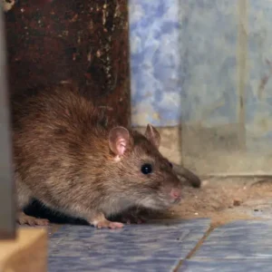 eliminar ratos naturalmente
