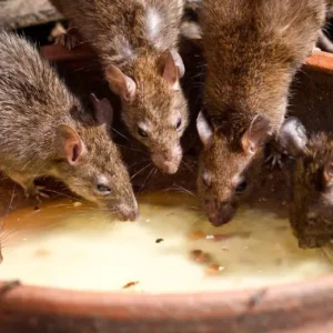 eliminar ratos naturalmente